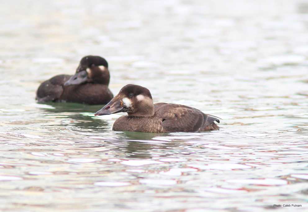 Surf Scoter Image